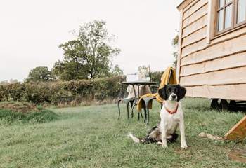 Your beloved pooch is welcome to come along for the adventure too.