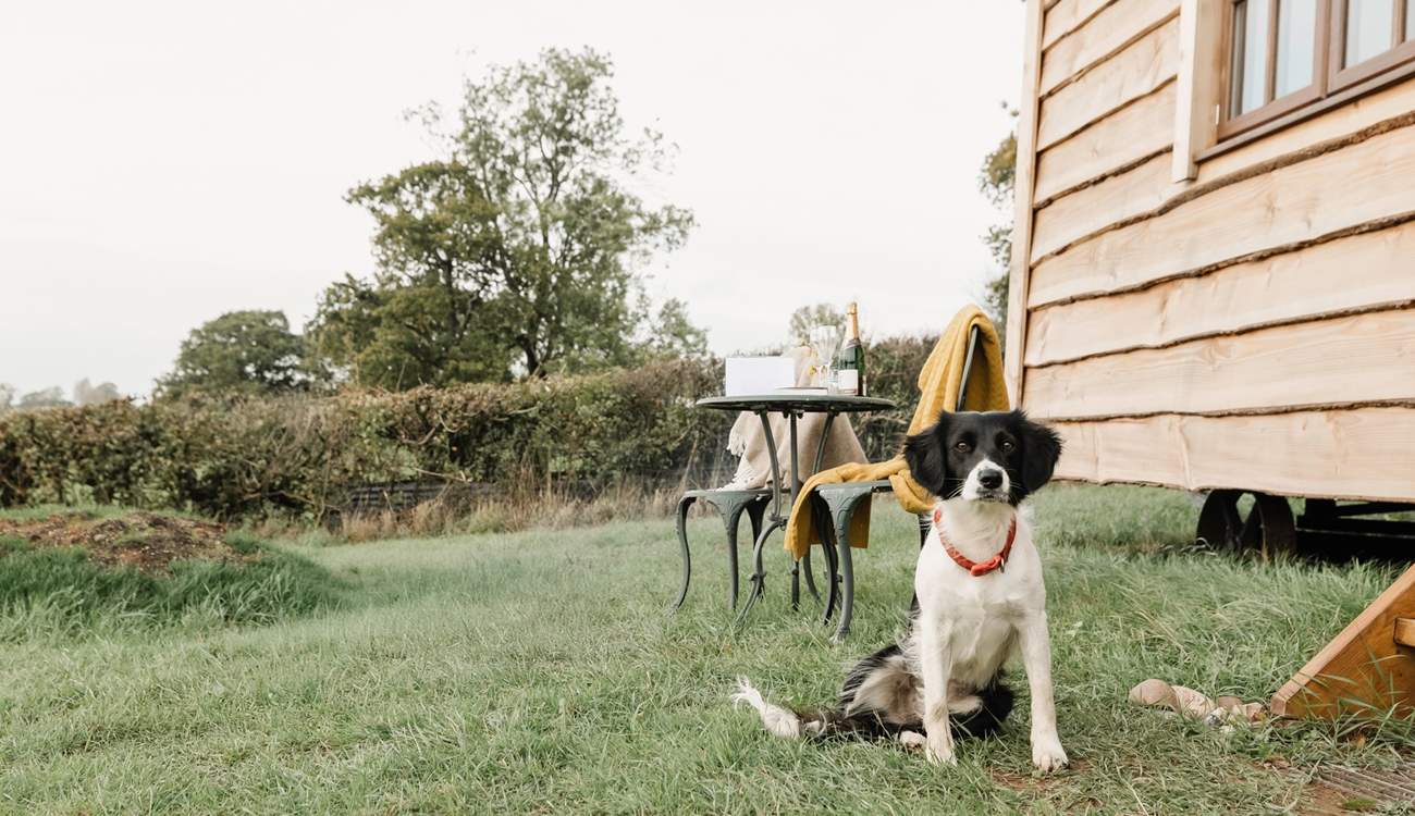 Your beloved pooch is welcome to come along for the adventure too.