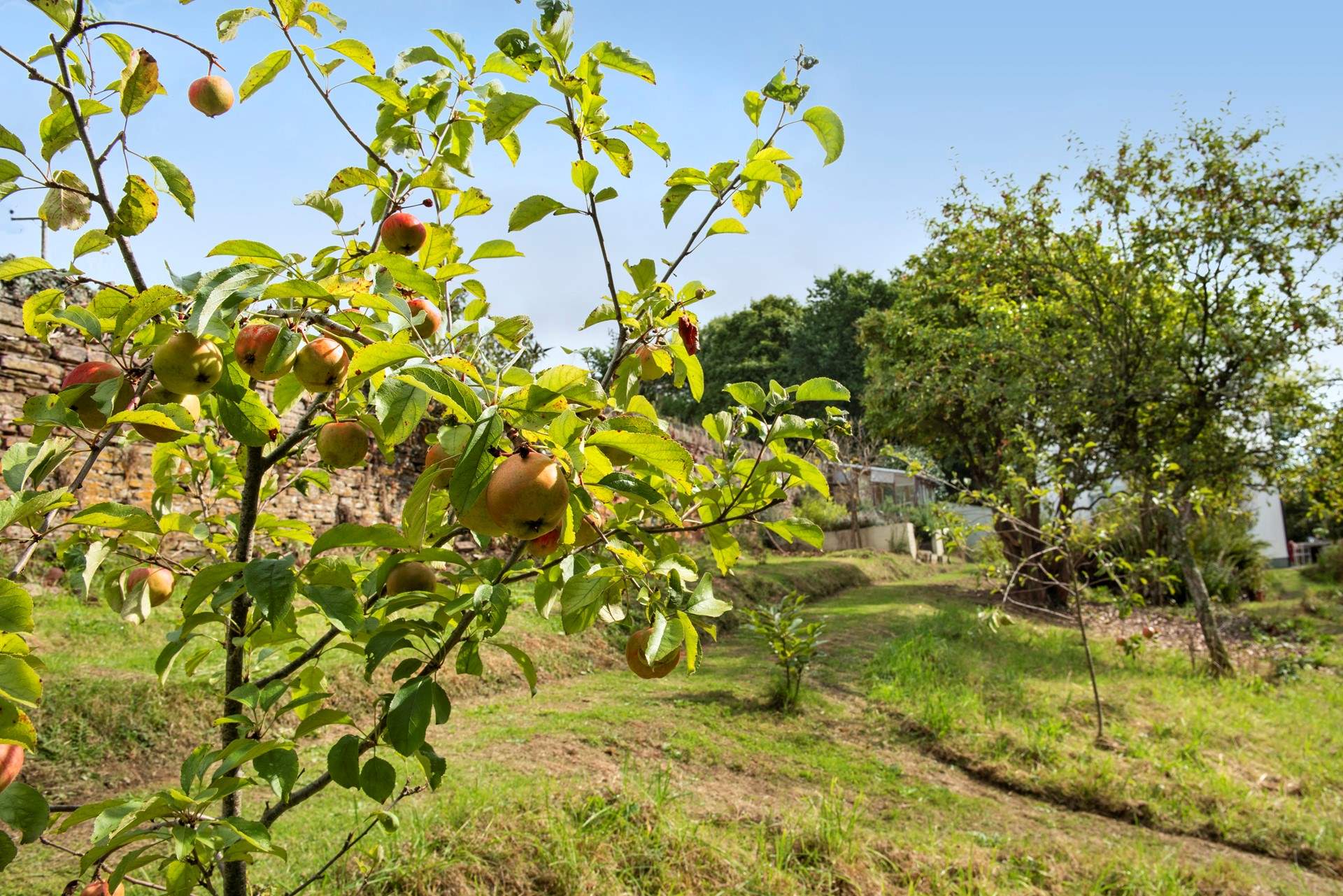 The gardens are a wildlife paradise, laid mainly as a wildflower meadow with meandering pathways and fruit trees.