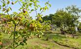 The gardens are a wildlife paradise, laid mainly as a wildflower meadow with meandering pathways and fruit trees. - Thumbnail Image