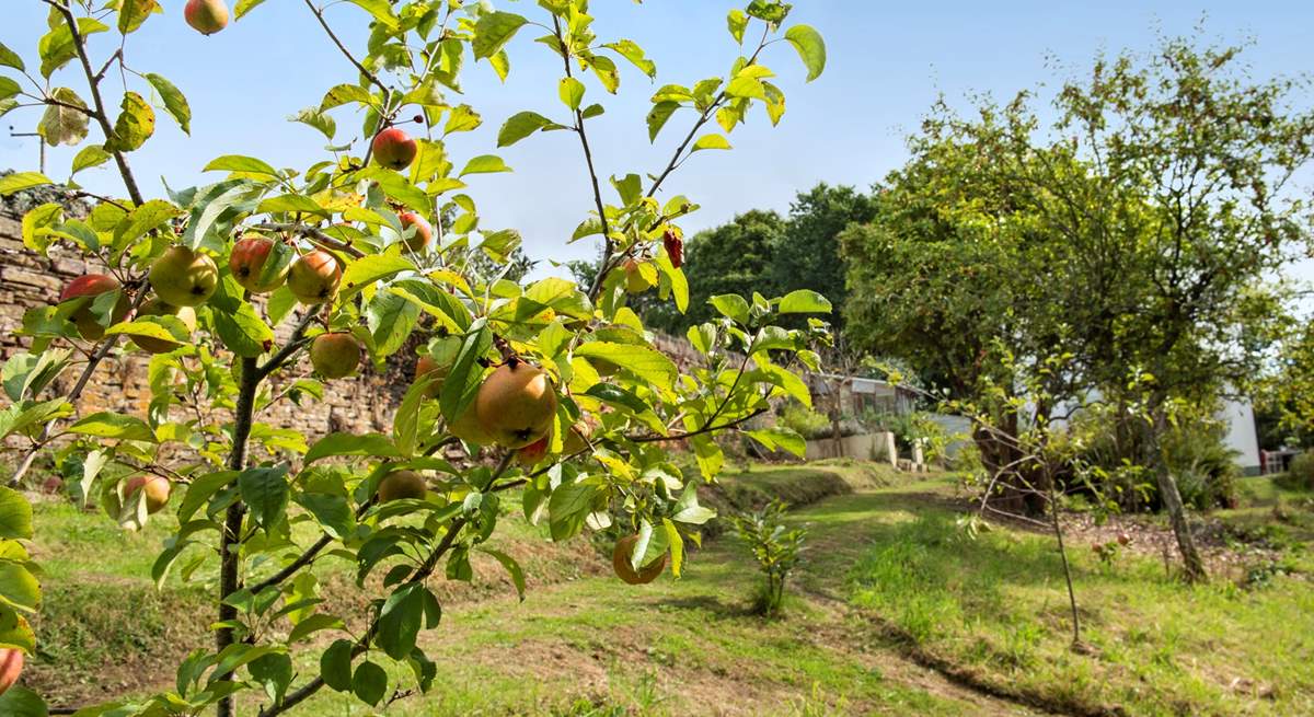 The gardens are a wildlife paradise, laid mainly as a wildflower meadow with meandering pathways and fruit trees.