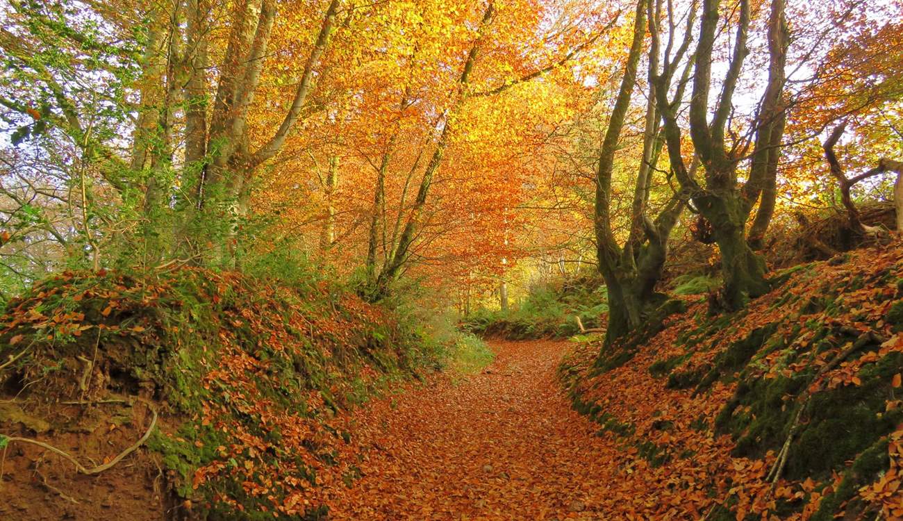 Exmoor is truly magical at any time of year. 