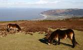 The famous Exmoor ponies overlooking Porlock. - Thumbnail Image