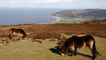 The famous Exmoor ponies overlooking Porlock.