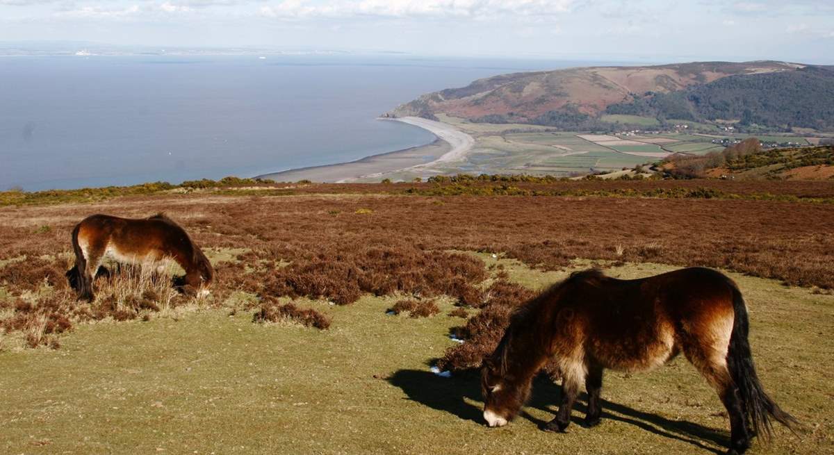 The famous Exmoor ponies overlooking Porlock.