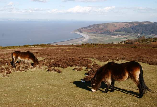 The famous Exmoor ponies overlooking Porlock.