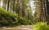 For beautiful walking and cycling routes, Cardinham Woods has plenty.  - Thumbnail Image