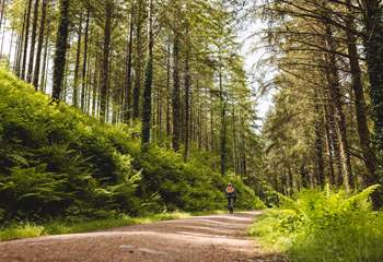 For beautiful walking and cycling routes, Cardinham Woods has plenty. 