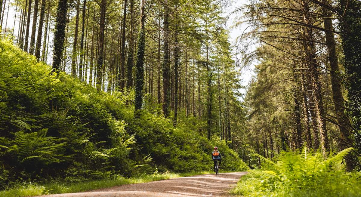 For beautiful walking and cycling routes, Cardinham Woods has plenty. 