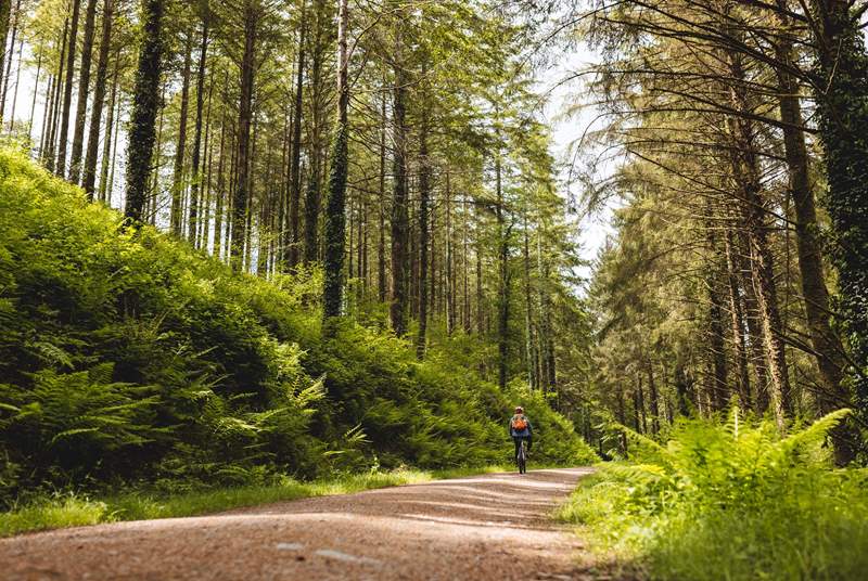 For beautiful walking and cycling routes, Cardinham Woods has plenty. 