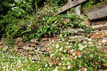 Pretty Erigeron cover the walls