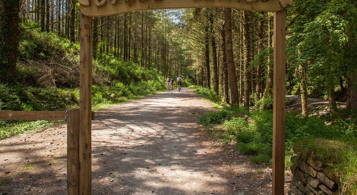 Explore the network of cycling and walking trails in Cardinham Woods.