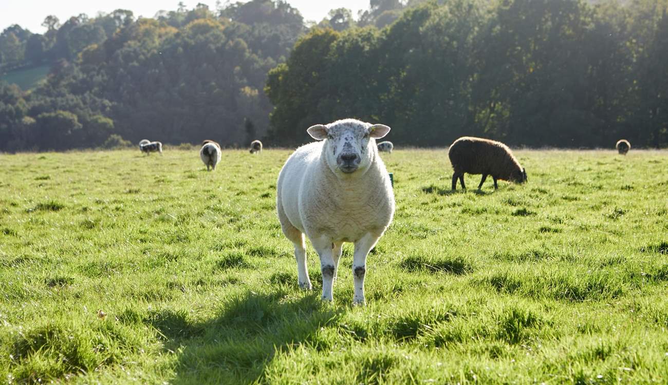 Say hello to one of the locals, but please remember to keep dogs on a lead.