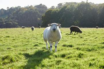 Say hello to one of the locals, but please remember to keep dogs on a lead.