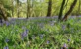 The Bluebells look stunning this time of year! - Thumbnail Image