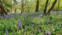 The bluebells look stunning this time of year!