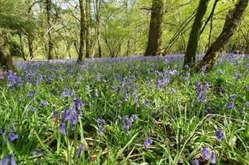 The Bluebells look stunning this time of year!
