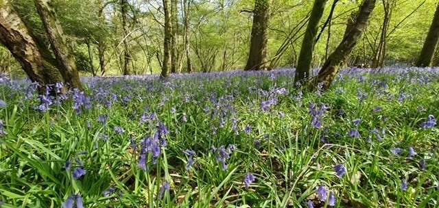 The Bluebells look stunning this time of year!