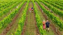 Visit Bolney Wine Estate.