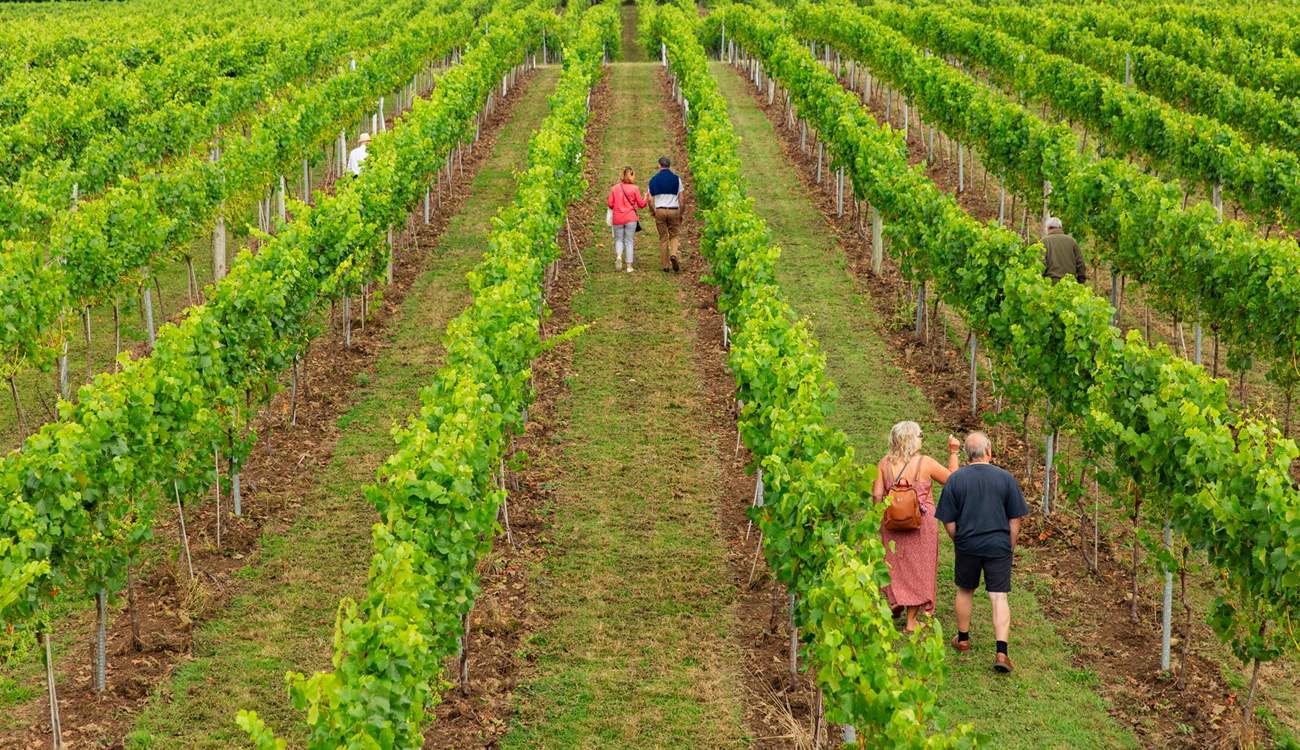 Visit Bolney Wine Estate.