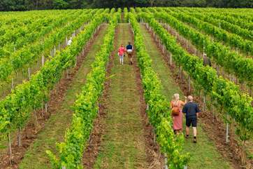 Visit Bolney Wine Estate.
