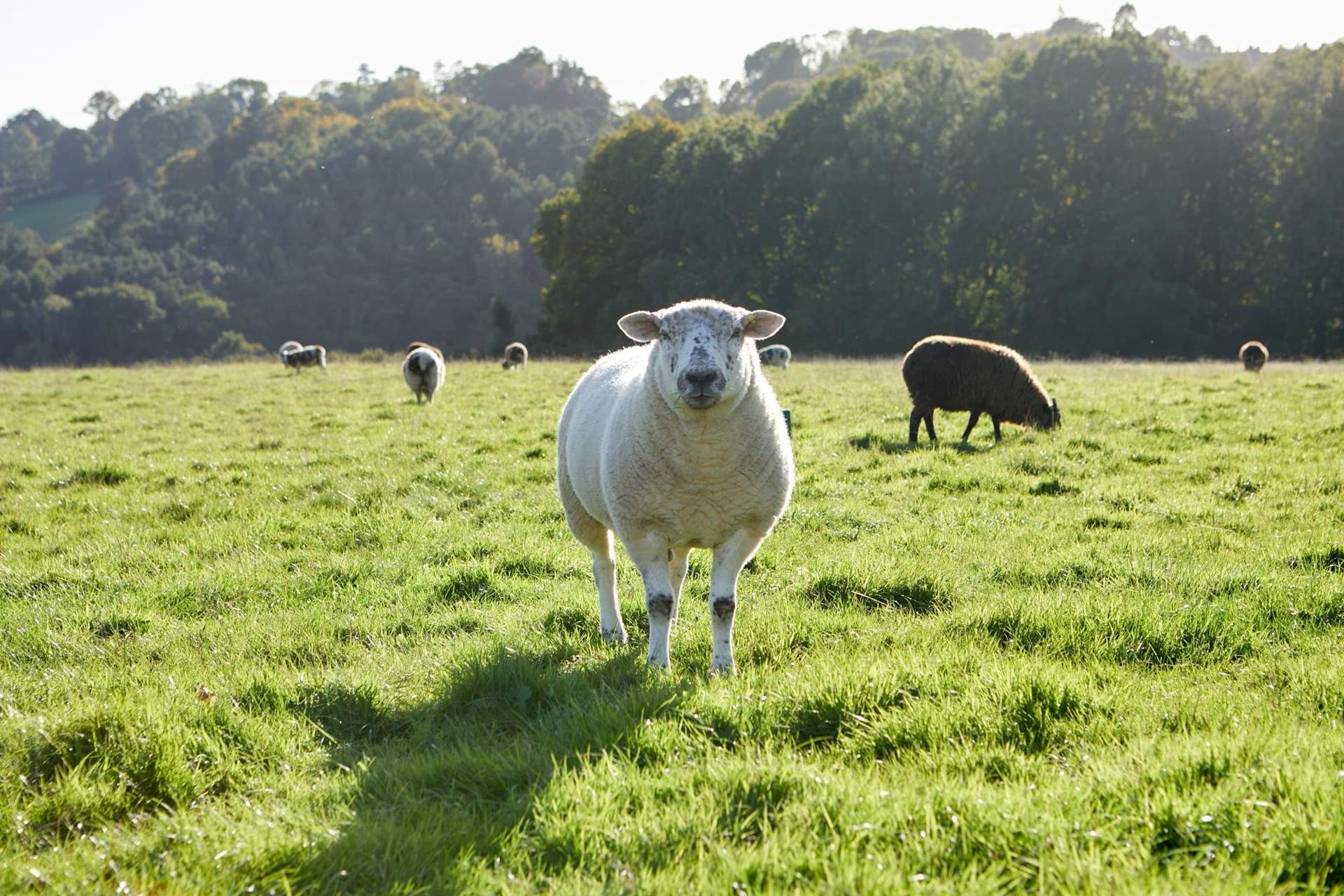 Say hello to the neighbours.