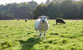 Say hello to the sheep but please remember to keep dogs on a lead. - Thumbnail Image