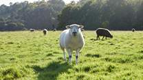 Say hello to the sheep but please remember to keep dogs on a lead.