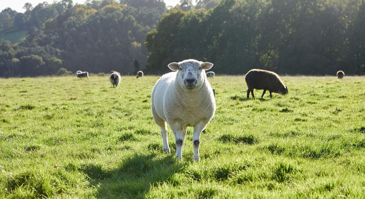 Say hello to the sheep but please remember to keep dogs on a lead.