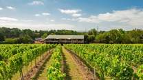 Visit Bolney Wine Estate.