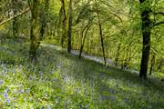 The owners are happy for you to explore their woodland - the bluebell carpet is such a wonderful display in the spring.