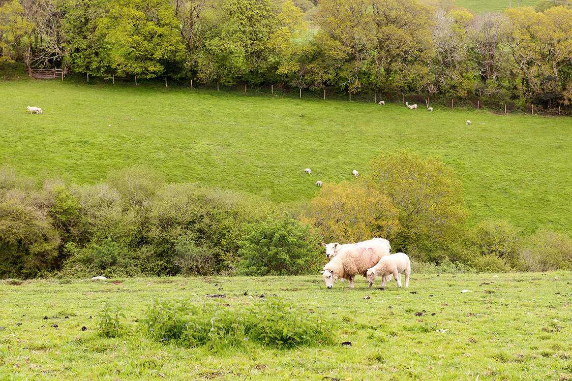 You are surrounded by glorious Cornish countryside.