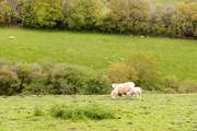 You are surrounded by glorious Cornish countryside.