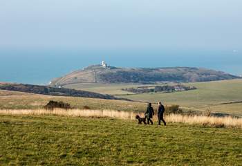 So many beautiful walks on the South Downs, your dog will love them too!
