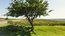 Walkers and cyclists alike will love exploring the wilds of Dartmoor.