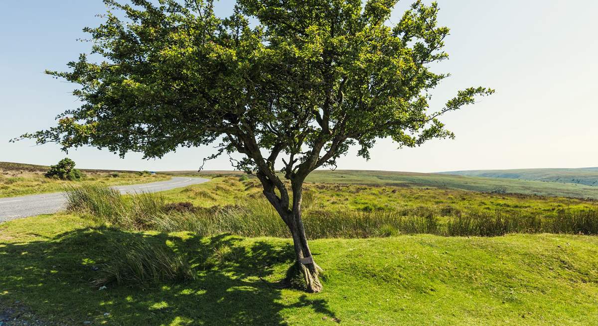 Walkers and cyclists alike will love exploring the wilds of Dartmoor.