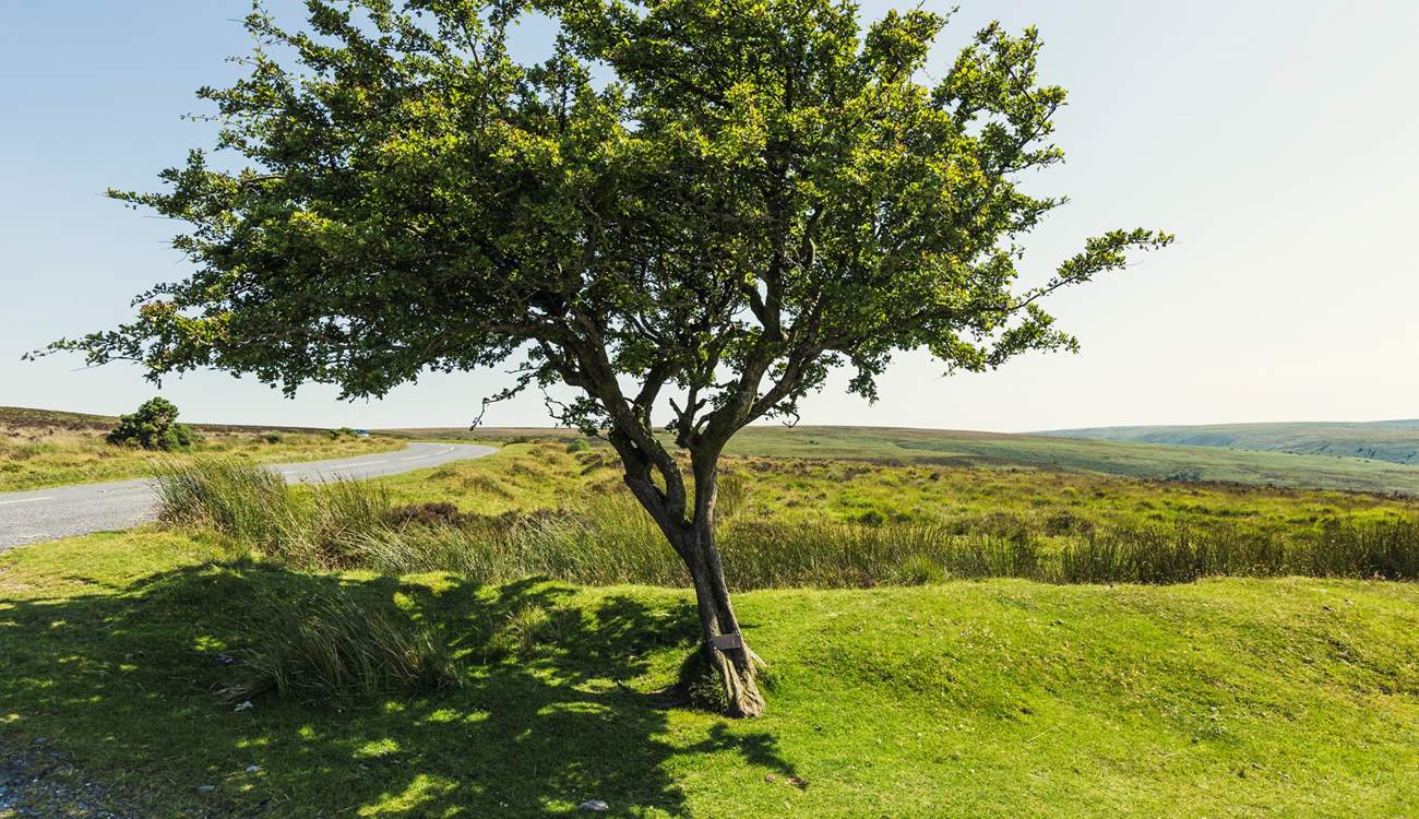 Walkers and cyclists alike will love exploring the wilds of Dartmoor.