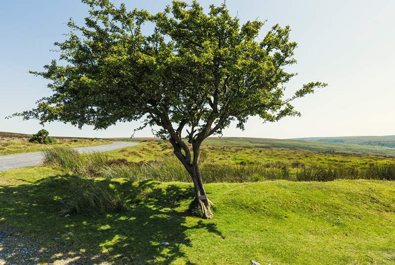Walkers and cyclists alike will love exploring the wilds of Dartmoor.