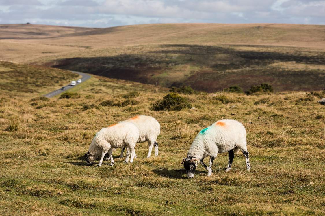 Say hello to the locals on Dartmoor.