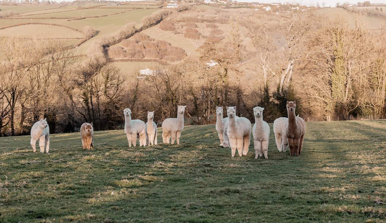 We love that your only neighbours are the friendly and adorable alpacas. 