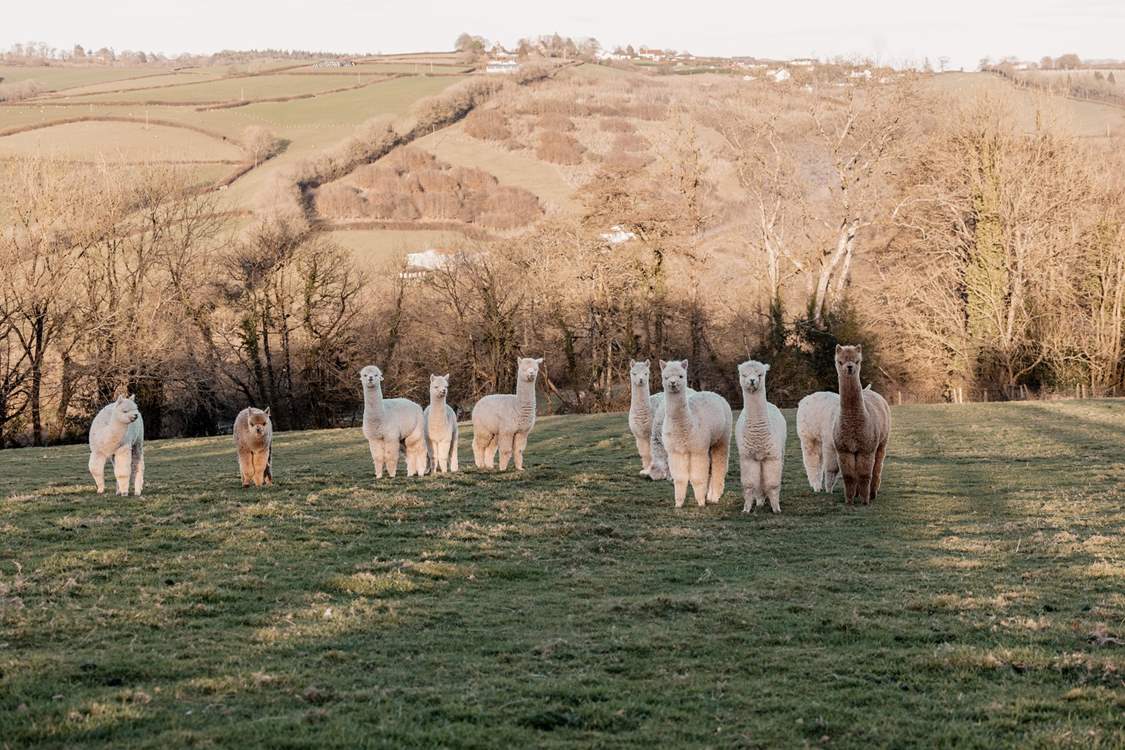 We love that your only neighbours are the friendly and adorable alpacas.