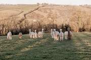 We love that your only neighbours are the friendly and adorable alpacas.