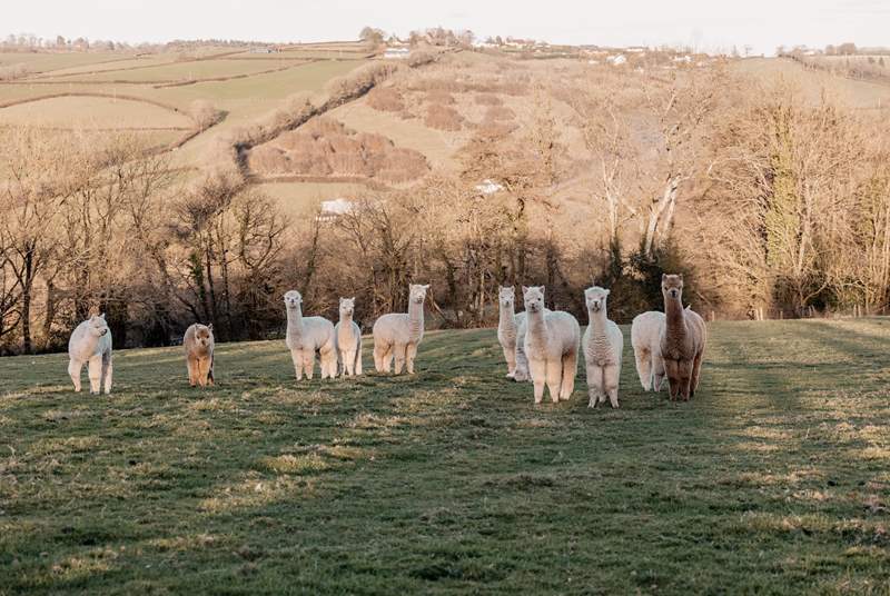 Alpacas graze in herds and are completely harmless and quiet in the field.