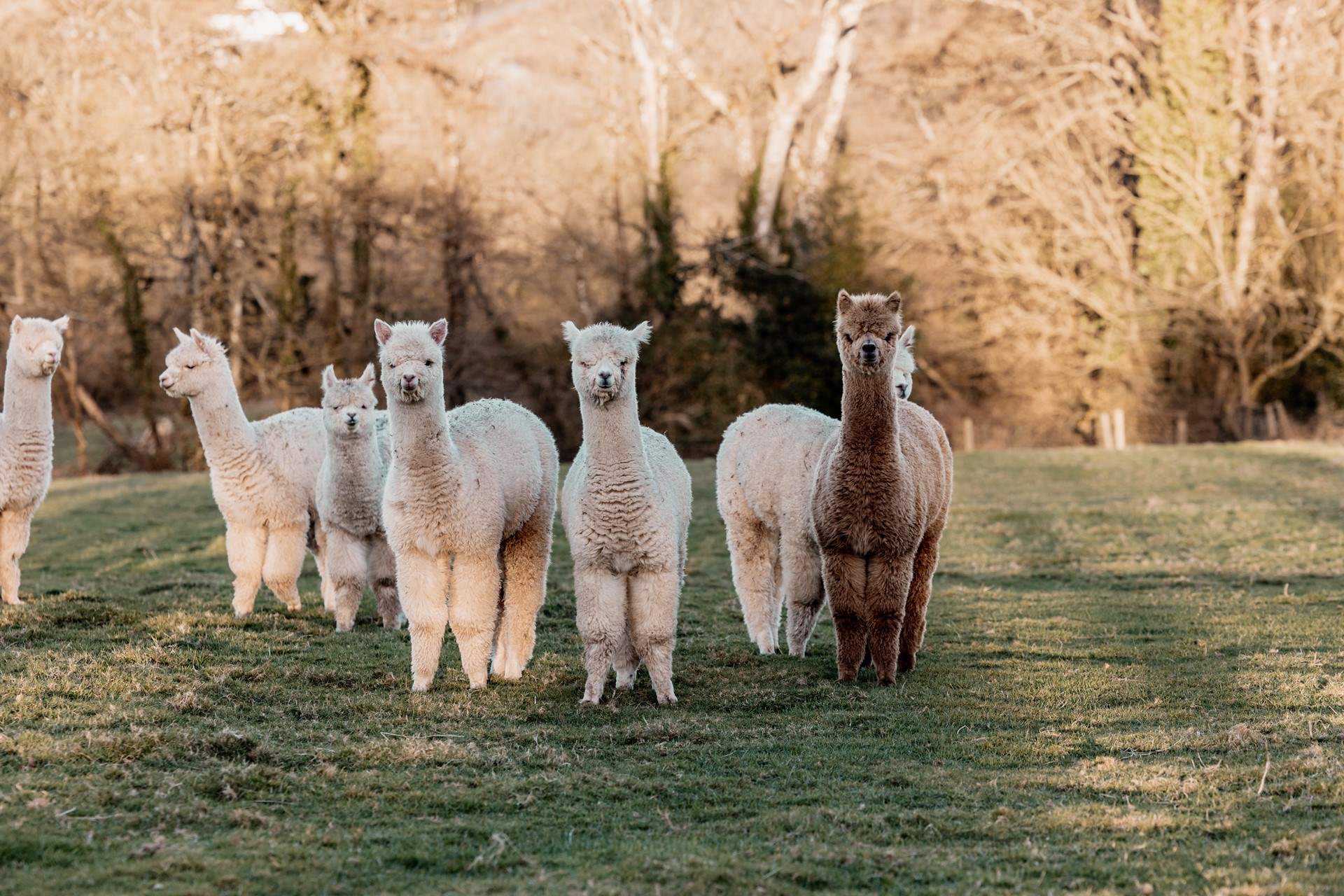 Say hello to the friendly resident alpacas... super cute! (Pop in to see the owners if you'd like to get close and meet the alpacas).