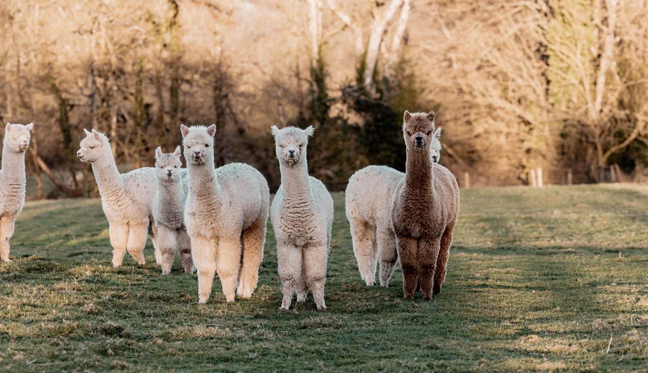 Say hello to the friendly resident alpacas... super cute! (Pop in to see the owners if you'd like to get close and meet the alpacas).