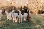 Say hello to the friendly resident alpacas... super cute! (Pop in to see the owners if you'd like to get close and meet the alpacas).
