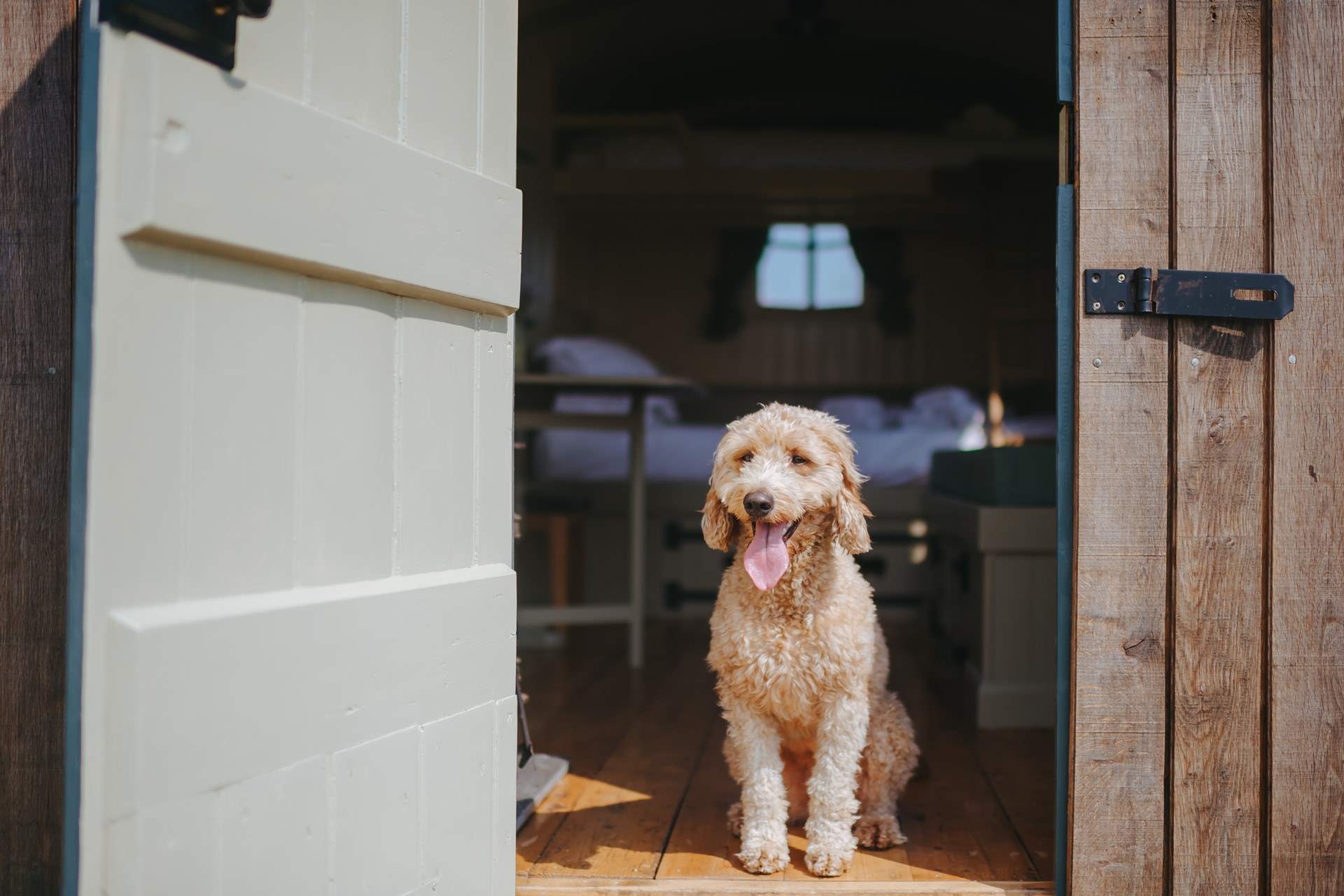 Your beloved pooch is warmly welcomed at The Cider Camp.