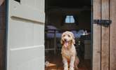 Your beloved pooch is warmly welcomed at The Cider Camp. - Thumbnail Image