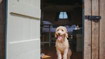 Your beloved pooch is warmly welcomed at The Cider Camp.