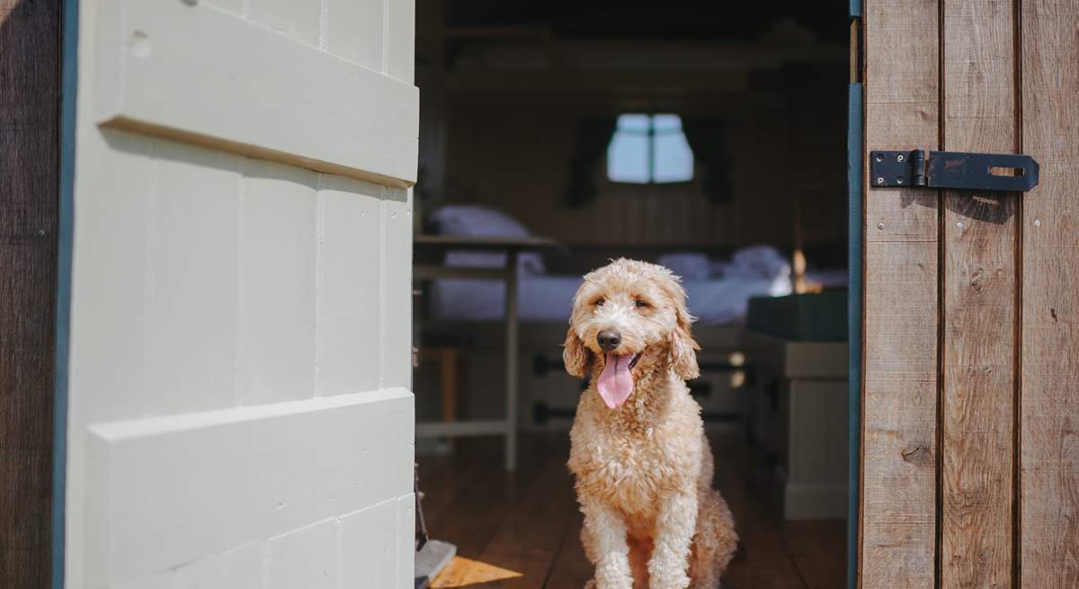 Your beloved pooch is warmly welcomed at The Cider Camp.